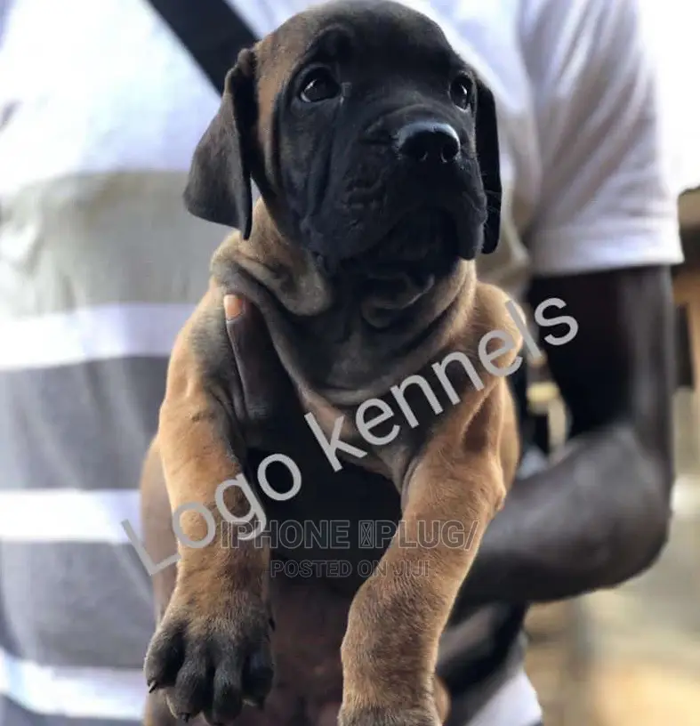 3-6 months Female Purebred Boerboel