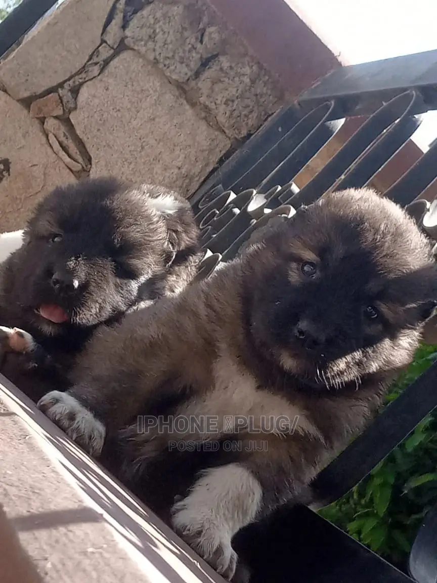 3-6 months Male Purebred Caucasian Shepherd