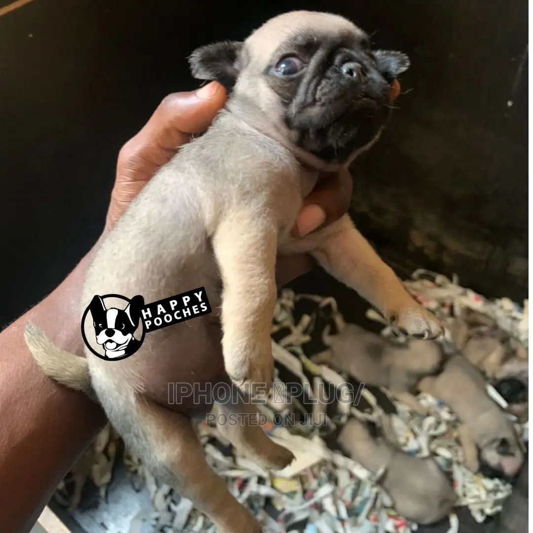 1-3 Months Male Purebred Pug