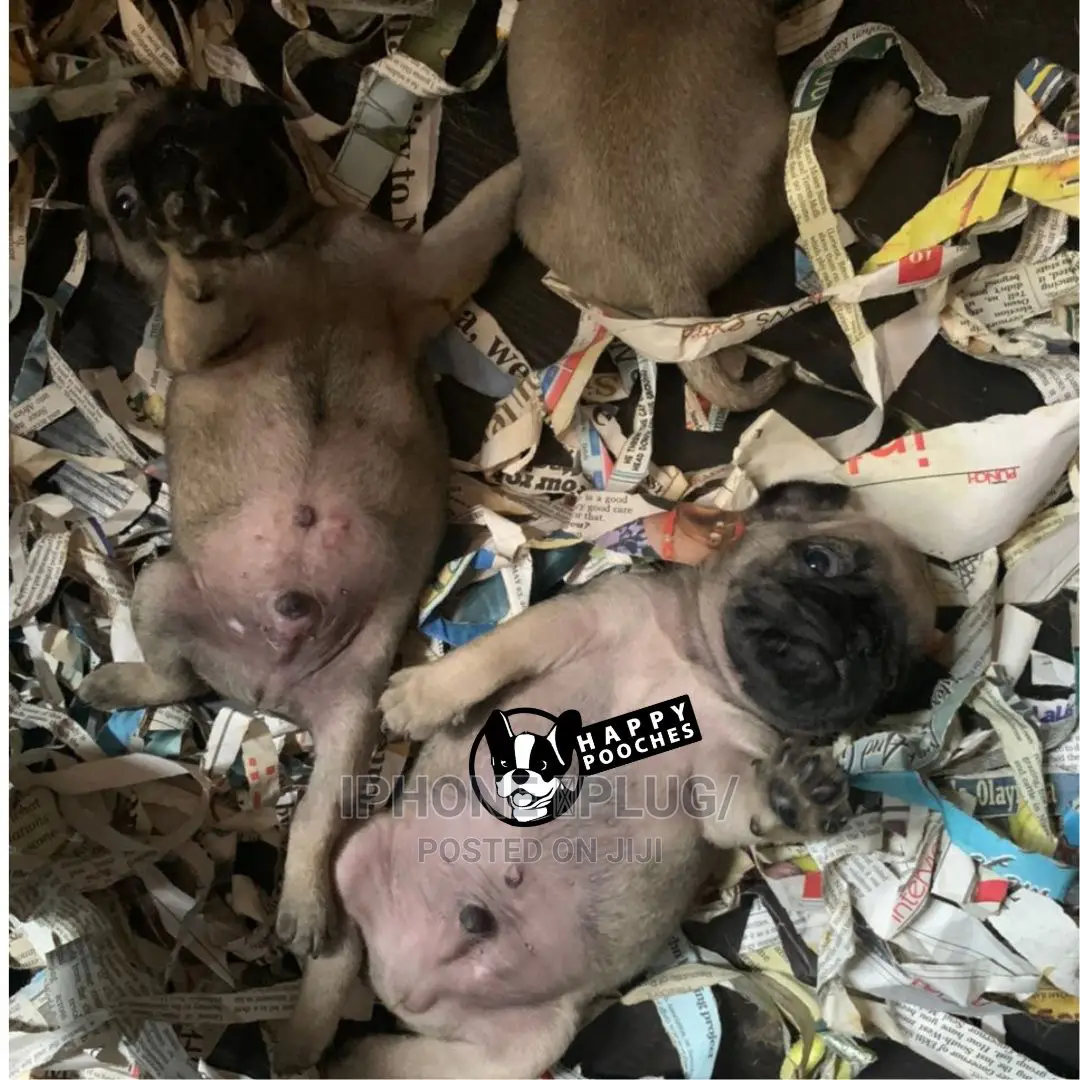 1-3 Months Male Purebred Pug