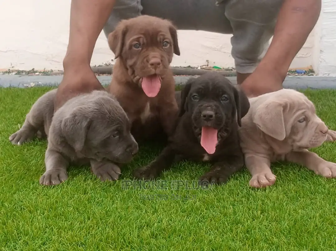 1-3 months Male Purebred Neapolitan Mastiff