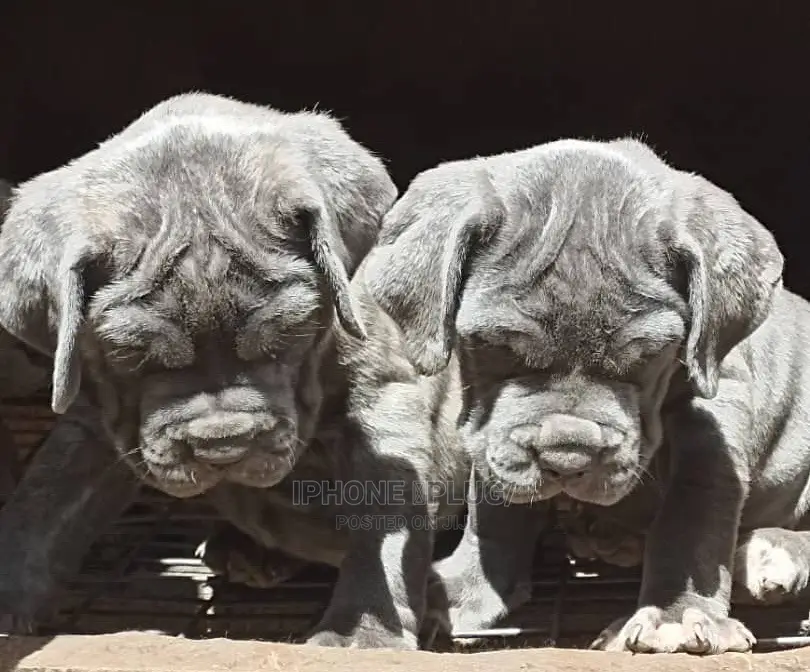 1-3 months Male Purebred Neapolitan Mastiff