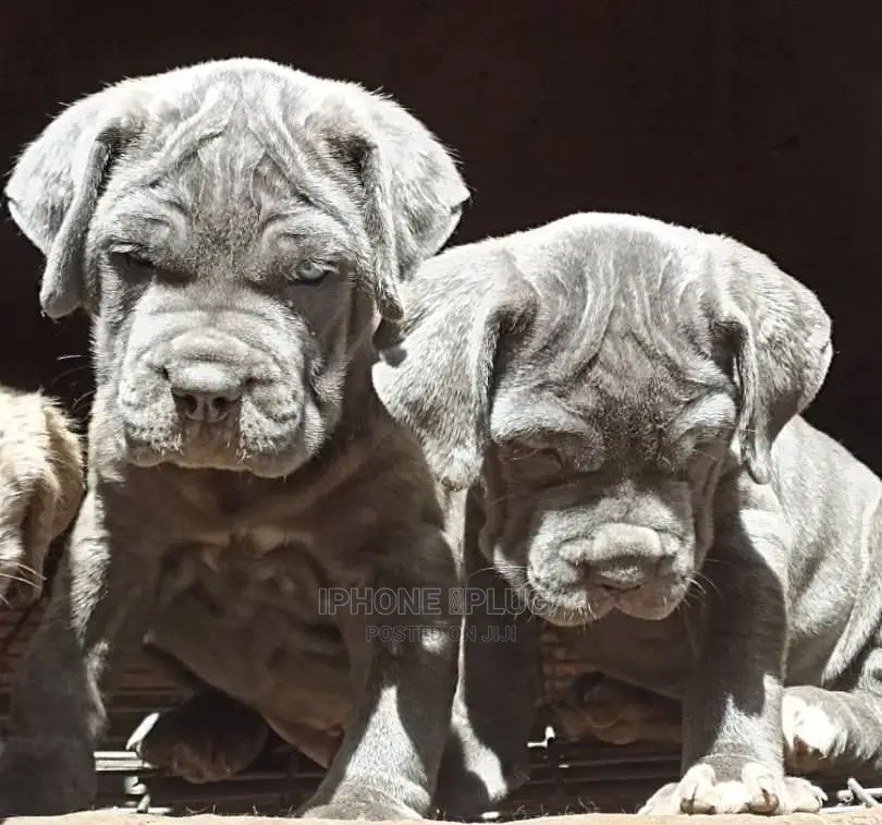1-3 months Male Purebred Neapolitan Mastiff