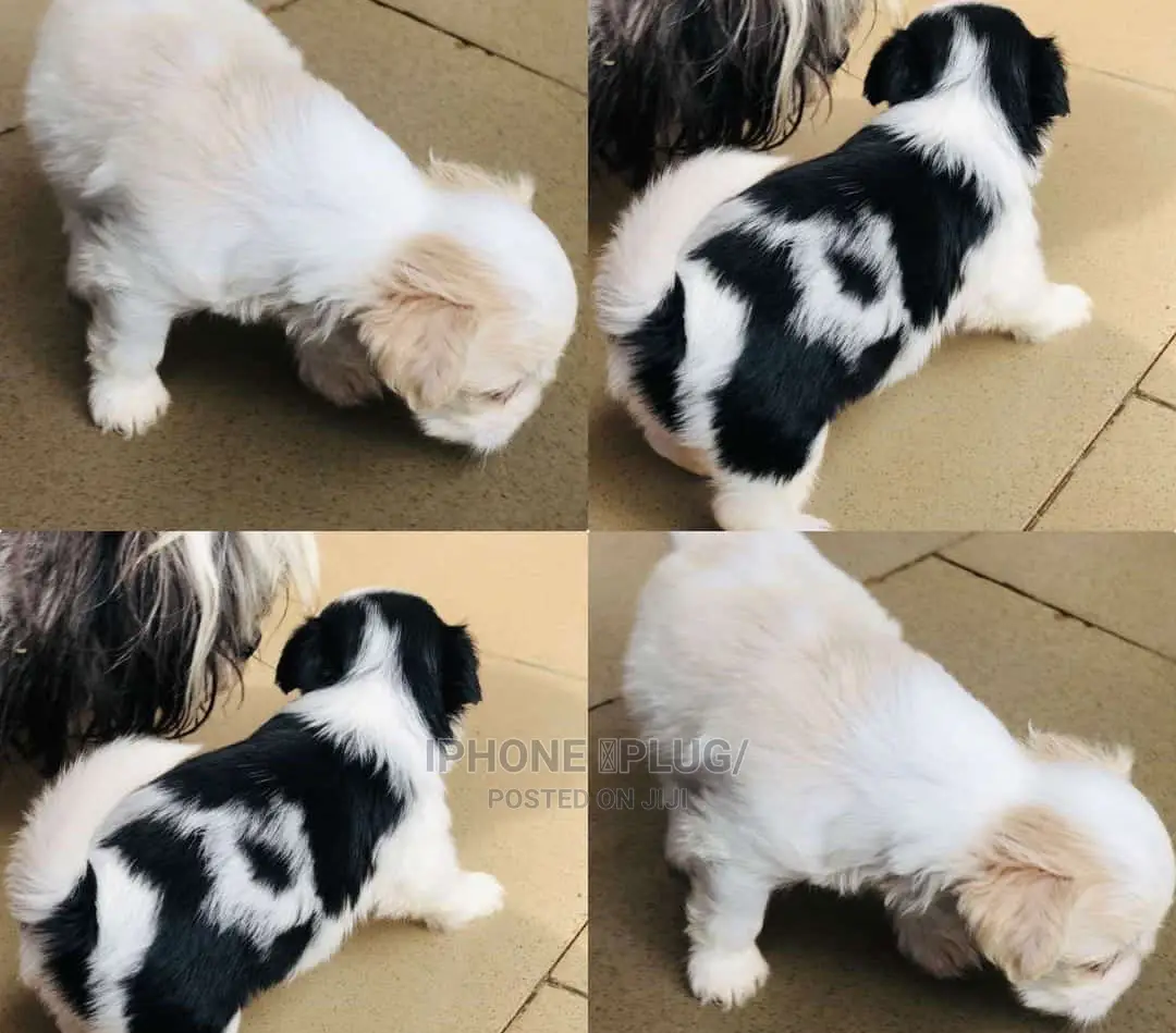 1-3 months Male Purebred Lhasa Apso