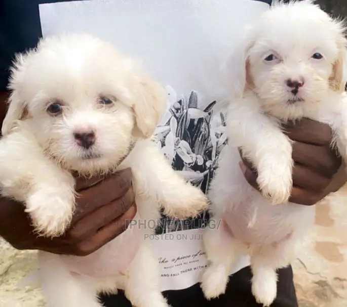 1-3 months Male Purebred Lhasa Apso