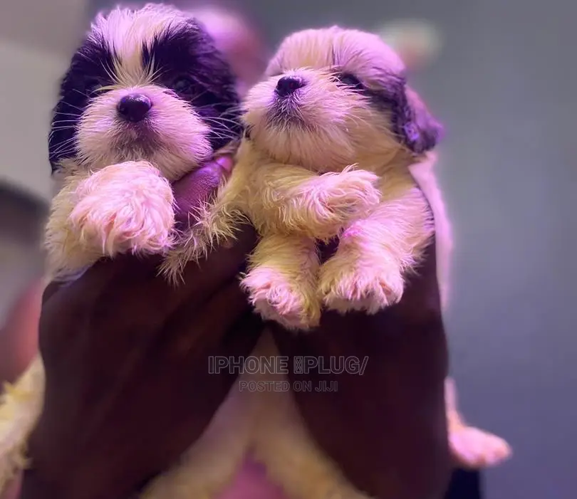 1-3 months Male Purebred Lhasa Apso