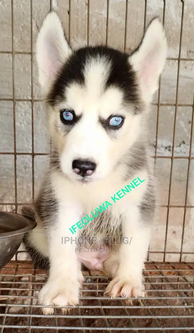 1-3 months Female Purebred Siberian Husky