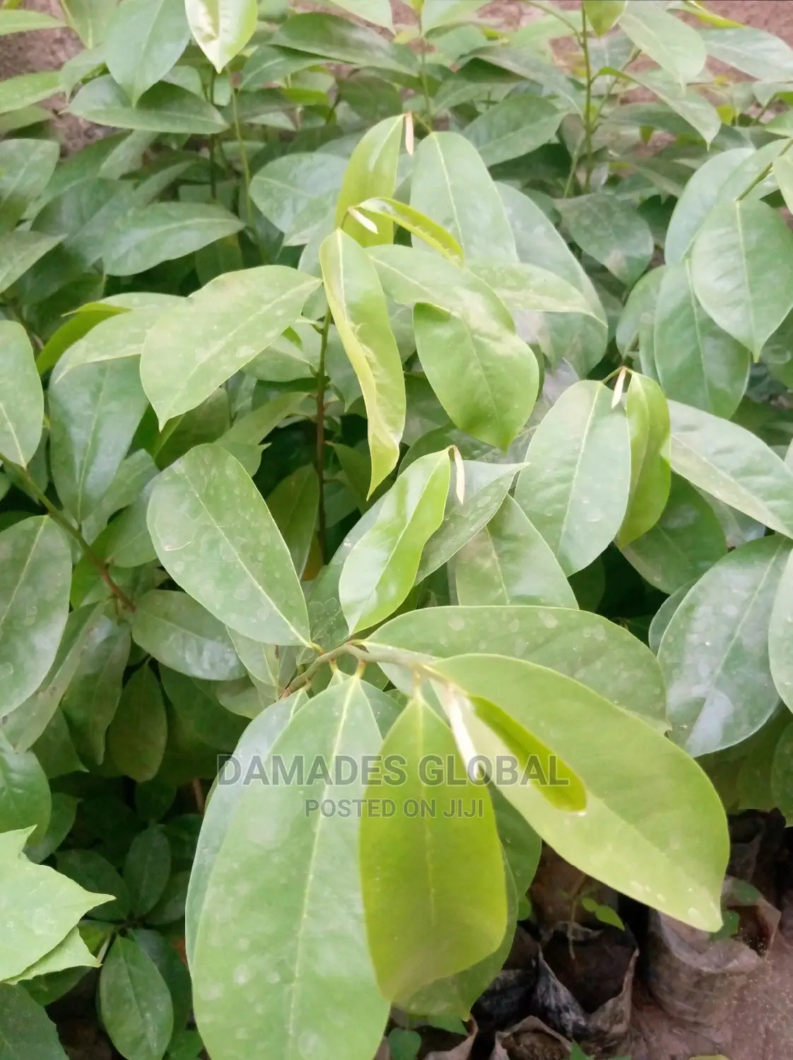 Soursop Seedling