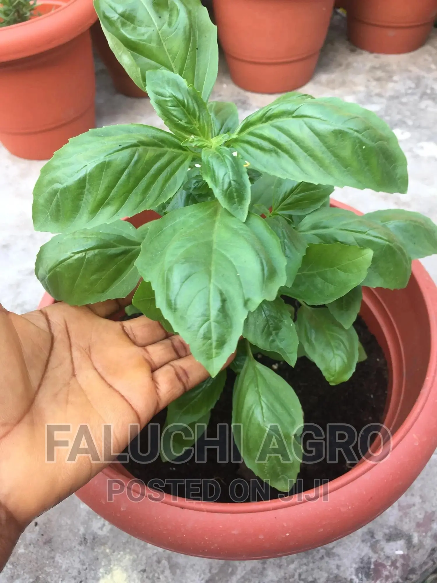 Organic Potted Sweet Basil