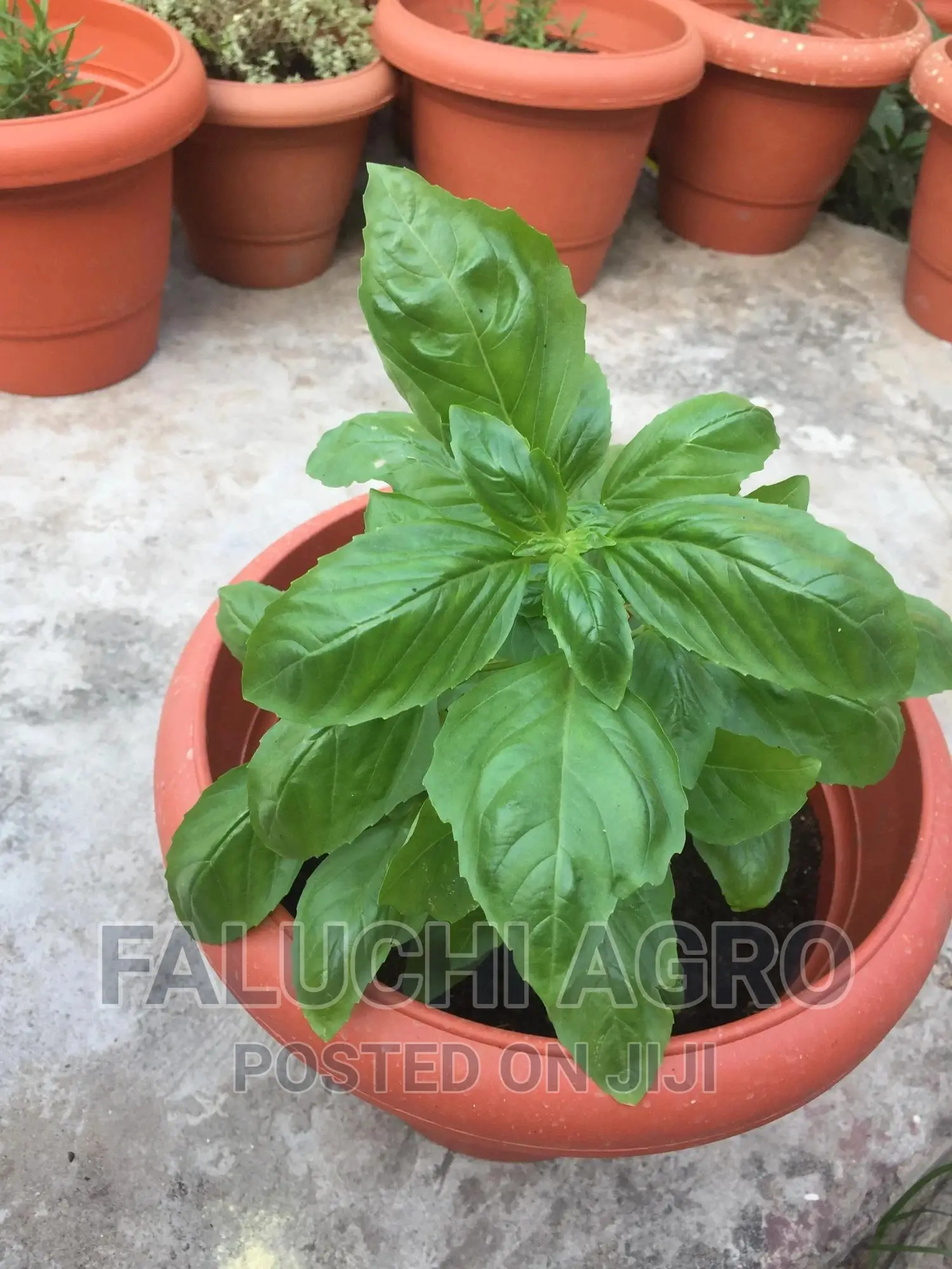 Organic Potted Sweet Basil