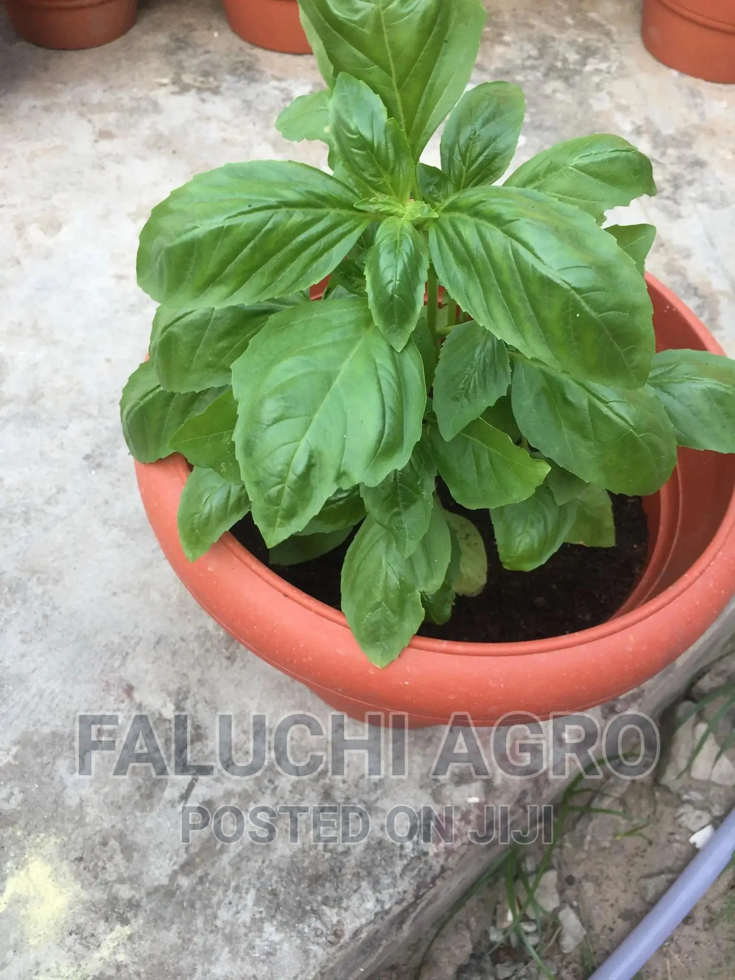 Organic Potted Sweet Basil