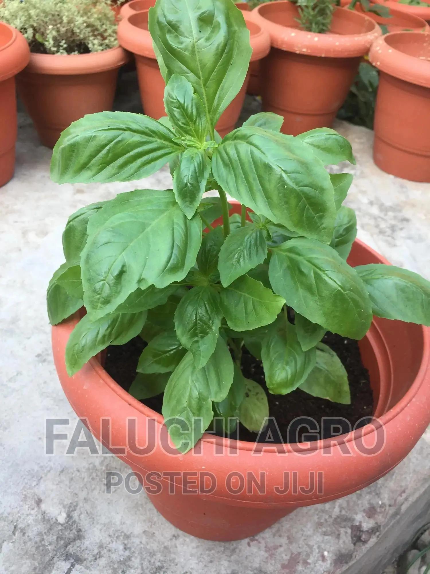 Organic Potted Sweet Basil