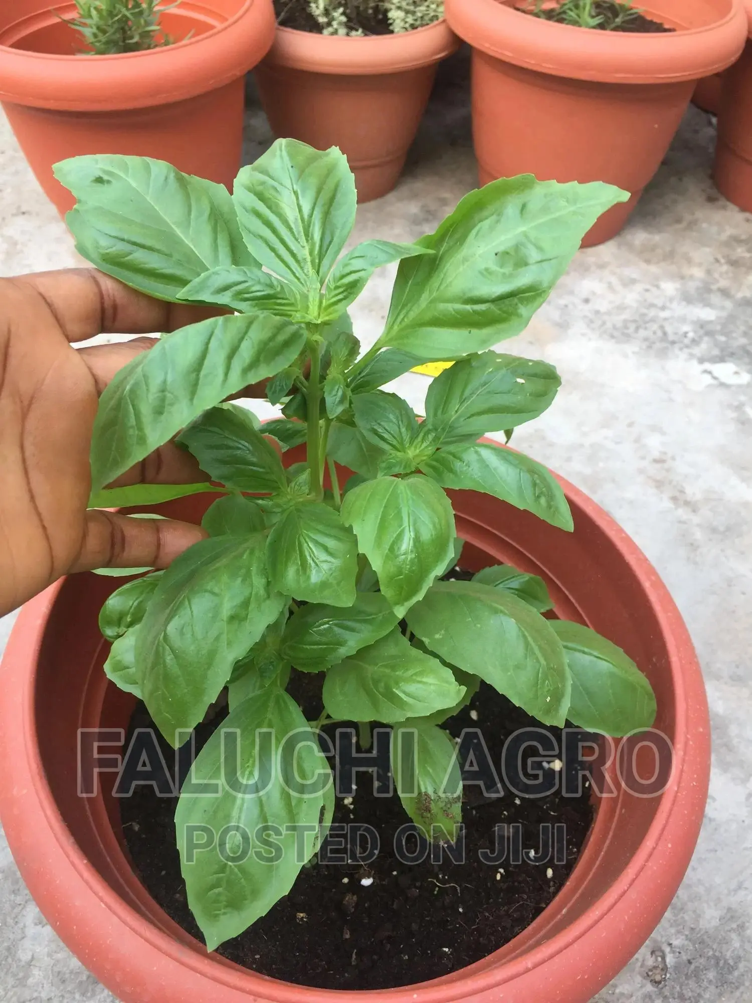 Organic Potted Sweet Basil