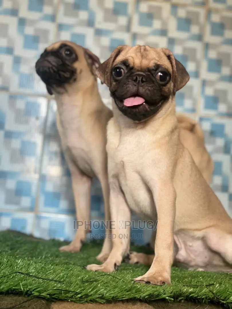 3-6 Months Female Purebred Pug