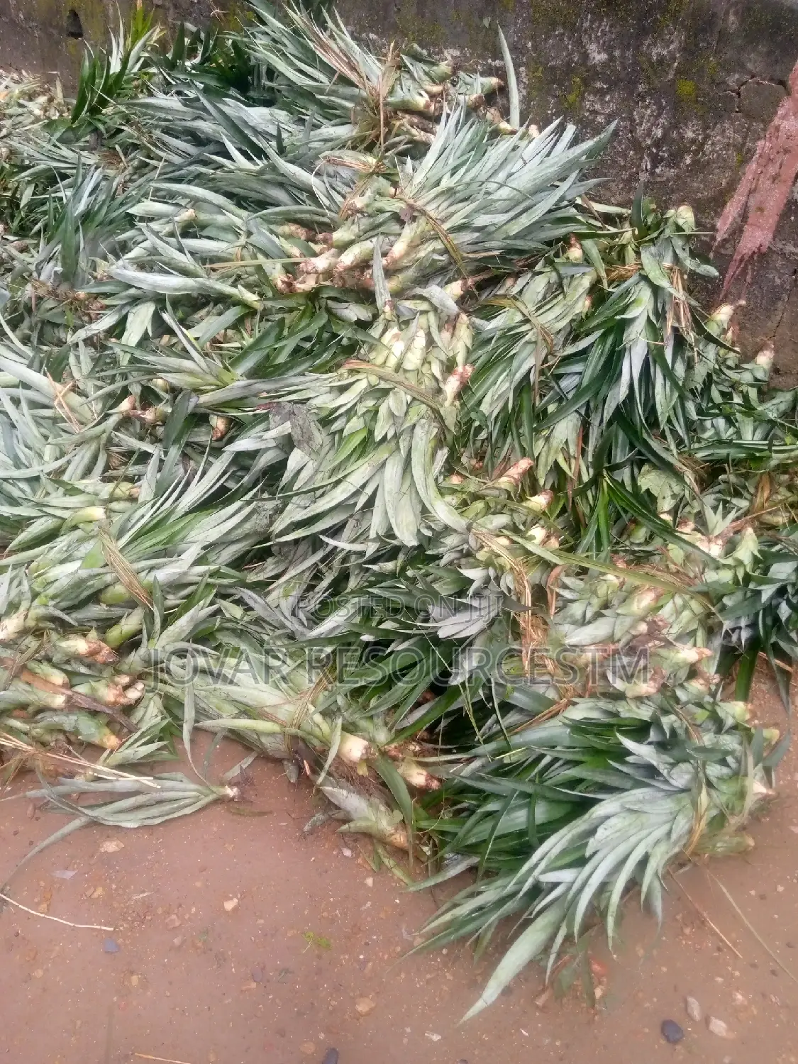 Best and Bigger-Fruits Pineapple Sucker of Higher Yield