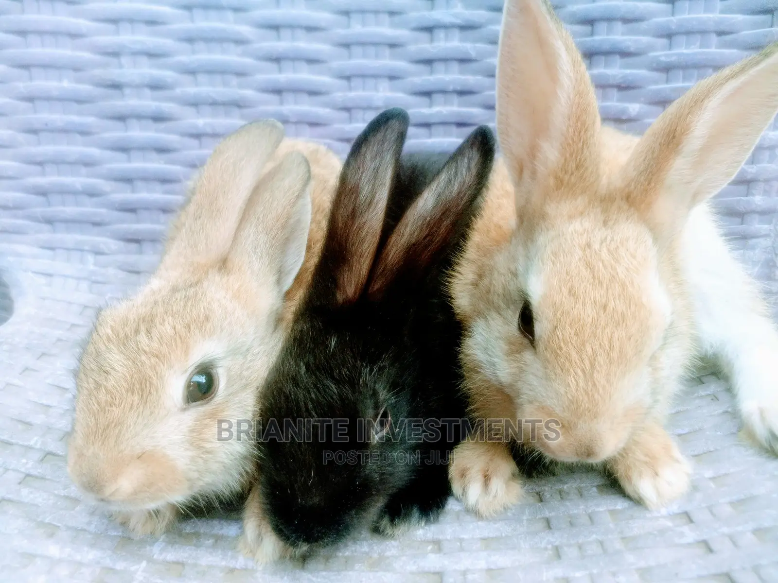 Hybrid Rabbits Of All Breeds For Sale.