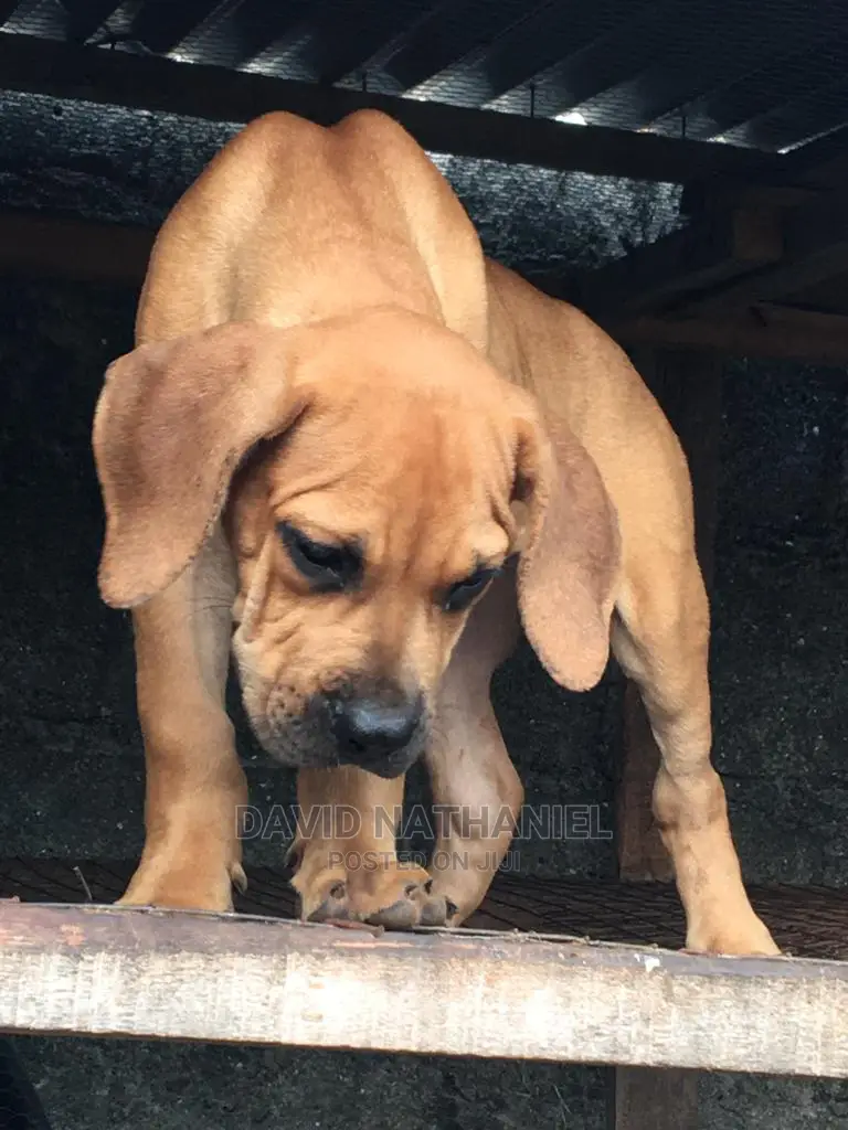 1-3 months Male Purebred Boerboel