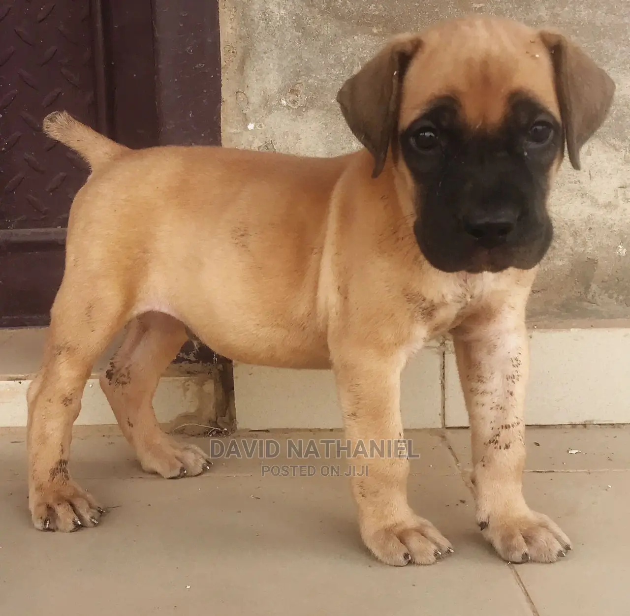 1-3 months Male Purebred Boerboel