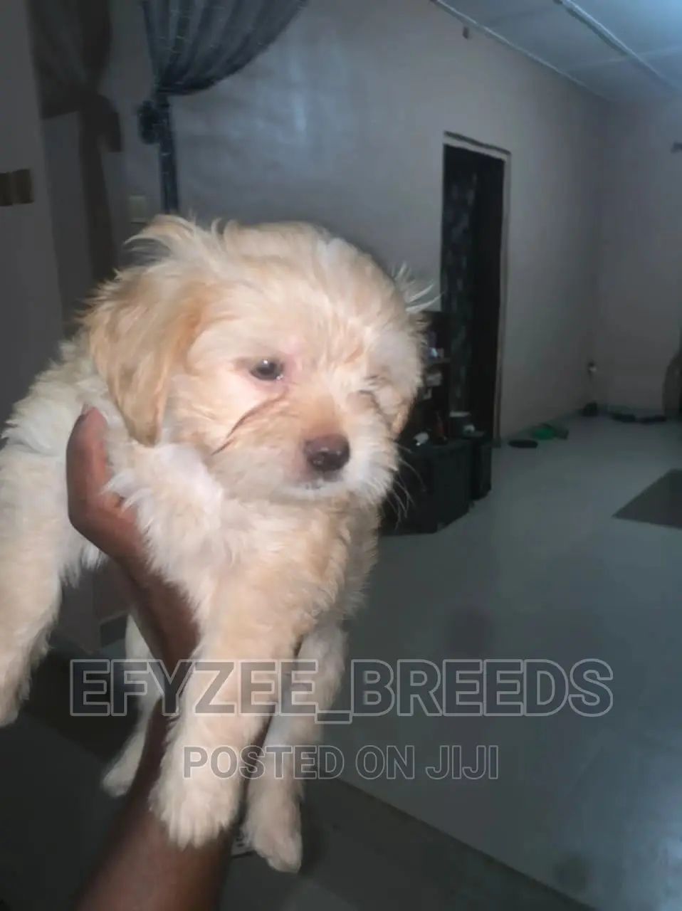 1-3 Month Female Purebred Lhasa Apso