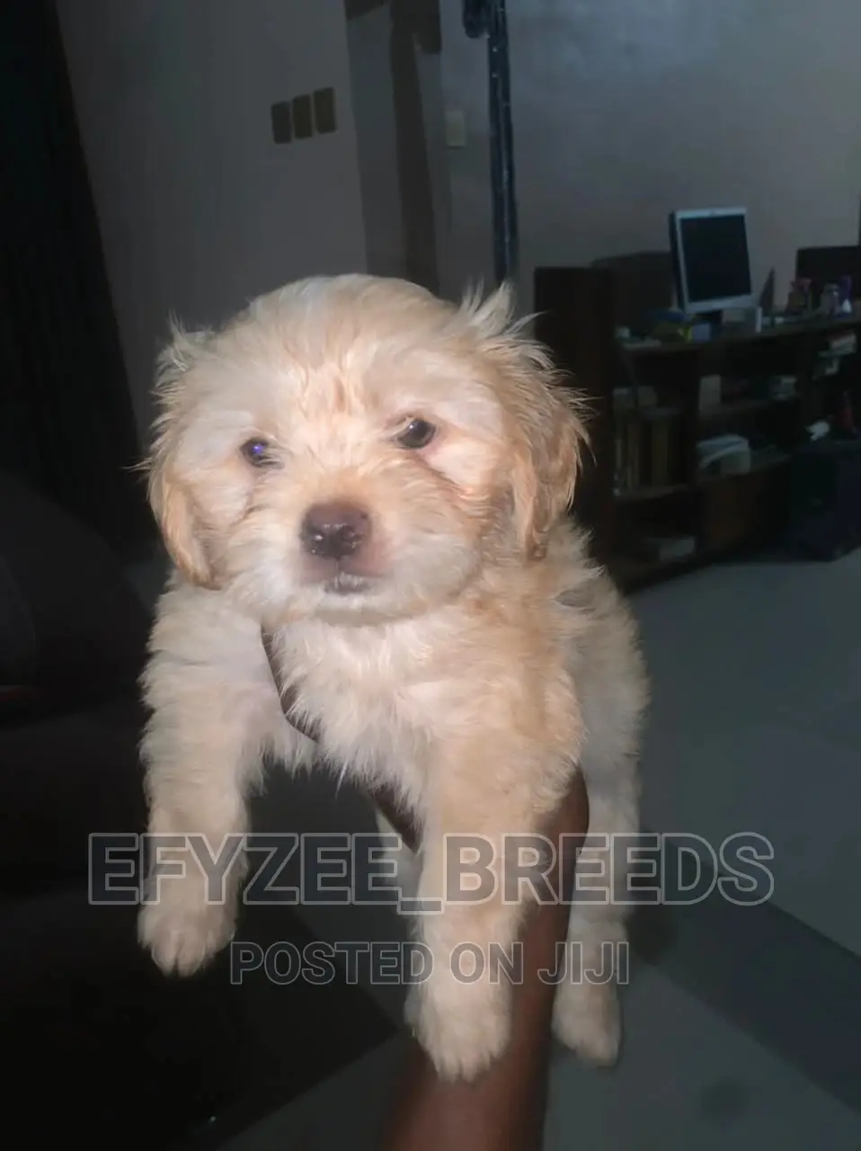 1-3 Month Female Purebred Lhasa Apso
