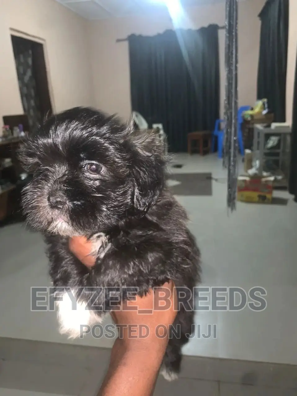 1-3 Month Female Purebred Lhasa Apso
