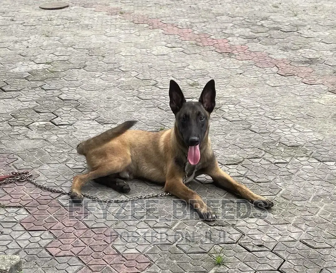 1-3 months Male Purebred Belgian Malinois