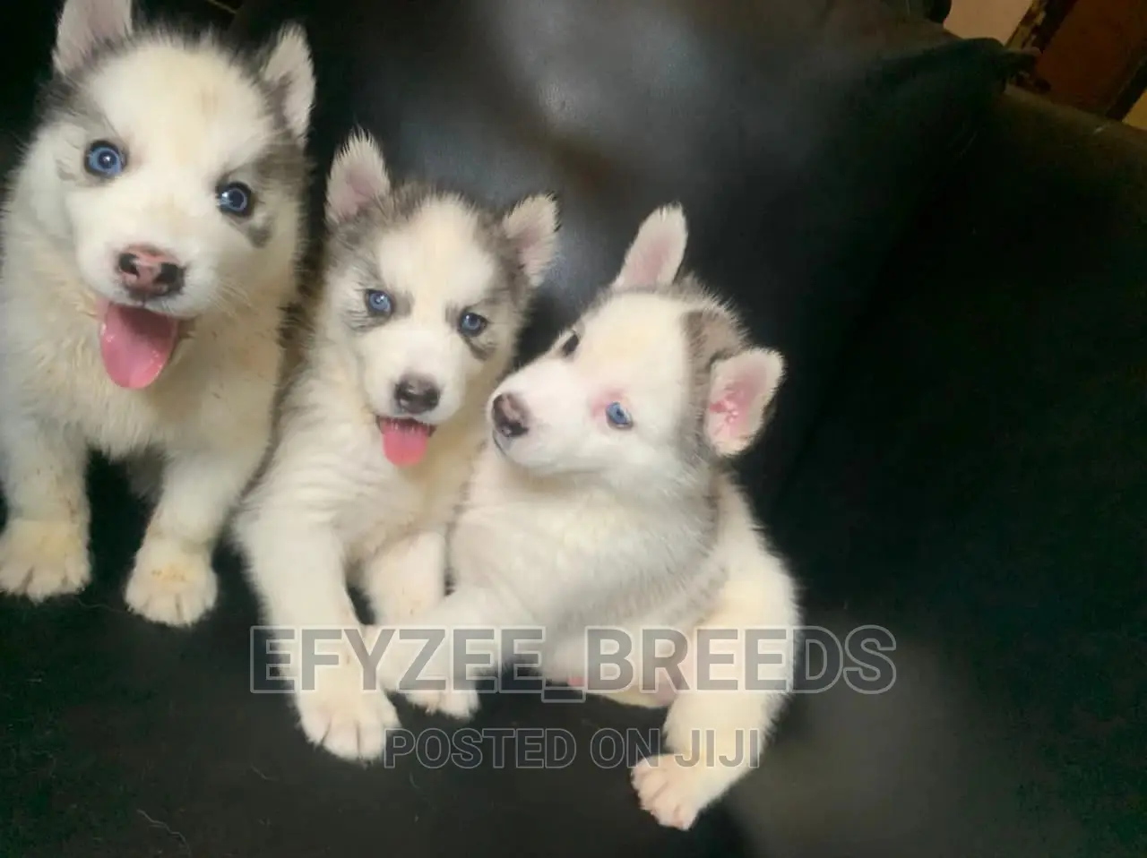 1-3 months Female Purebred Siberian Husky