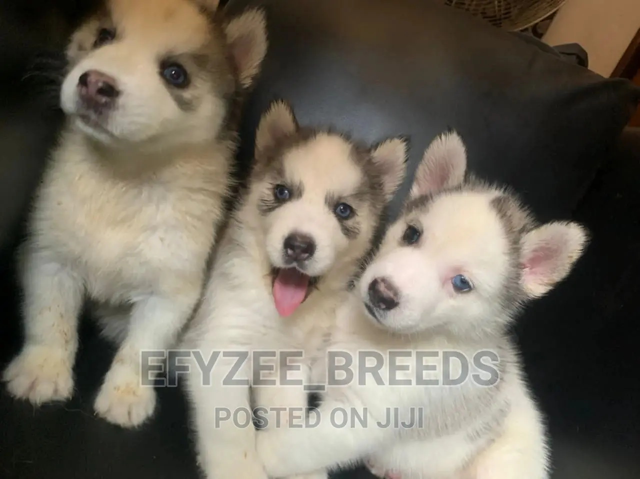 1-3 months Female Purebred Siberian Husky