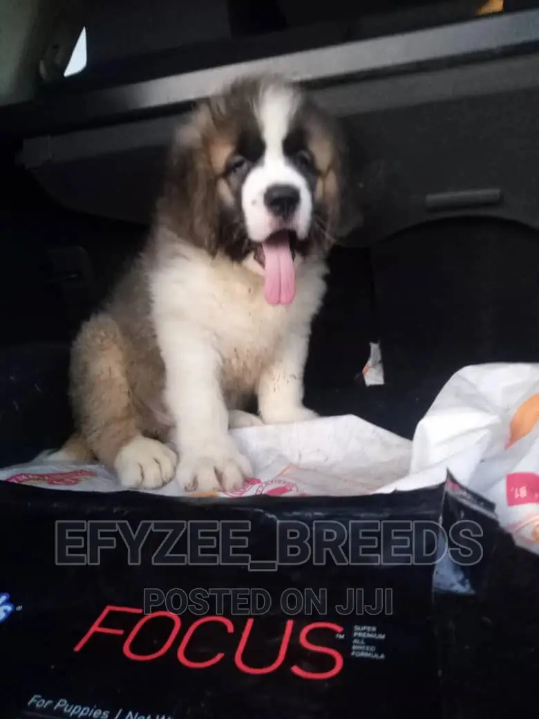 1-3 months Male Purebred Saint Bernard