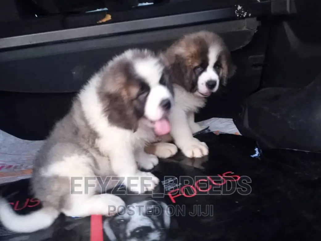 1-3 months Male Purebred Saint Bernard
