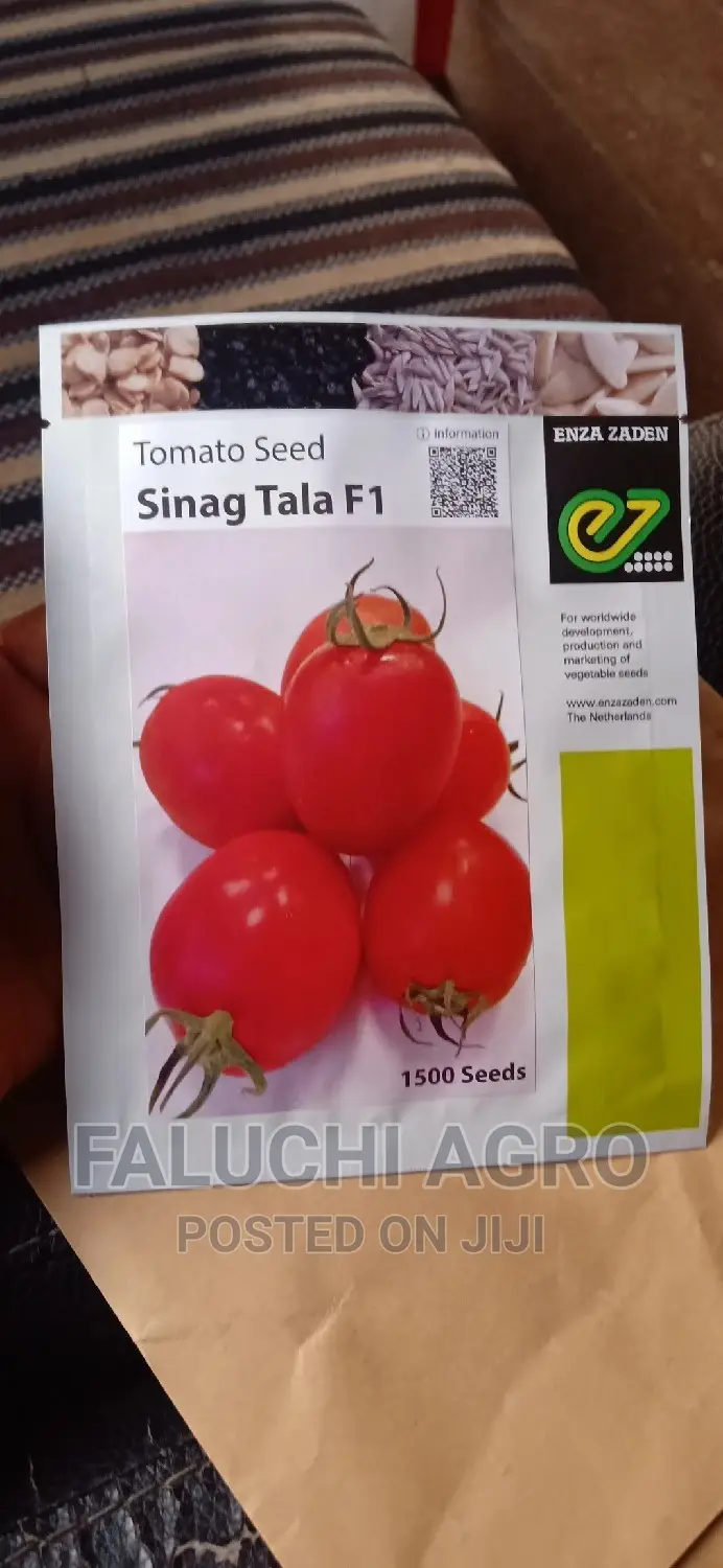 Sinag Tala F1 Hybrid Tomato Seeds (1500 Seeds)