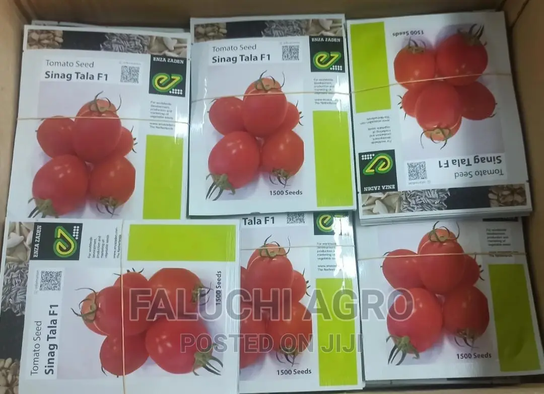 Sinag Tala F1 Hybrid Tomato Seeds (1500 Seeds)