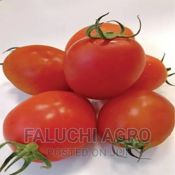 Sinag Tala F1 Hybrid Tomato Seeds (1500 Seeds)