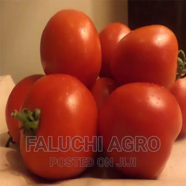 Sinag Tala F1 Hybrid Tomato Seeds (1500 Seeds)