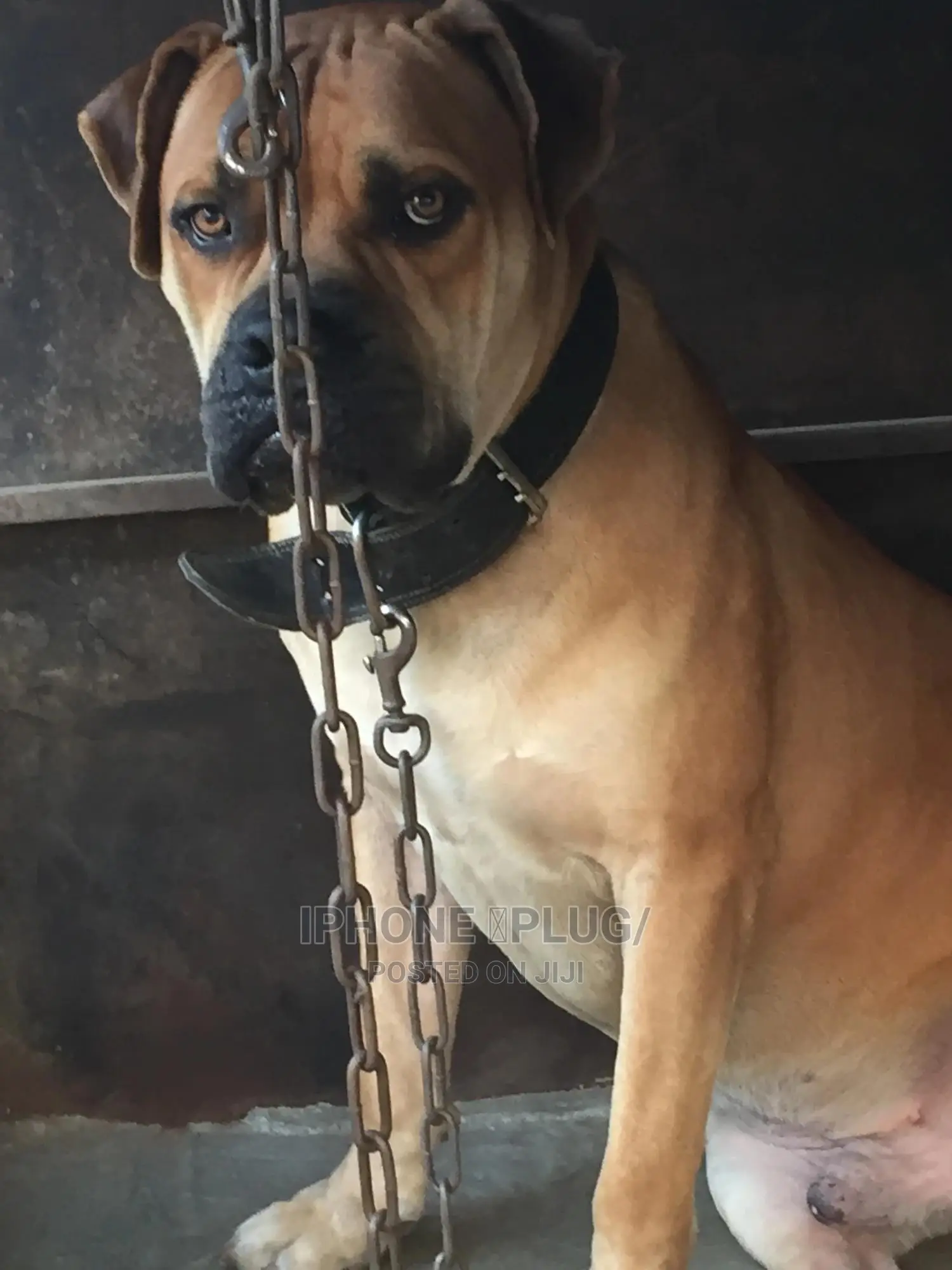 1+ year Male Purebred Boerboel