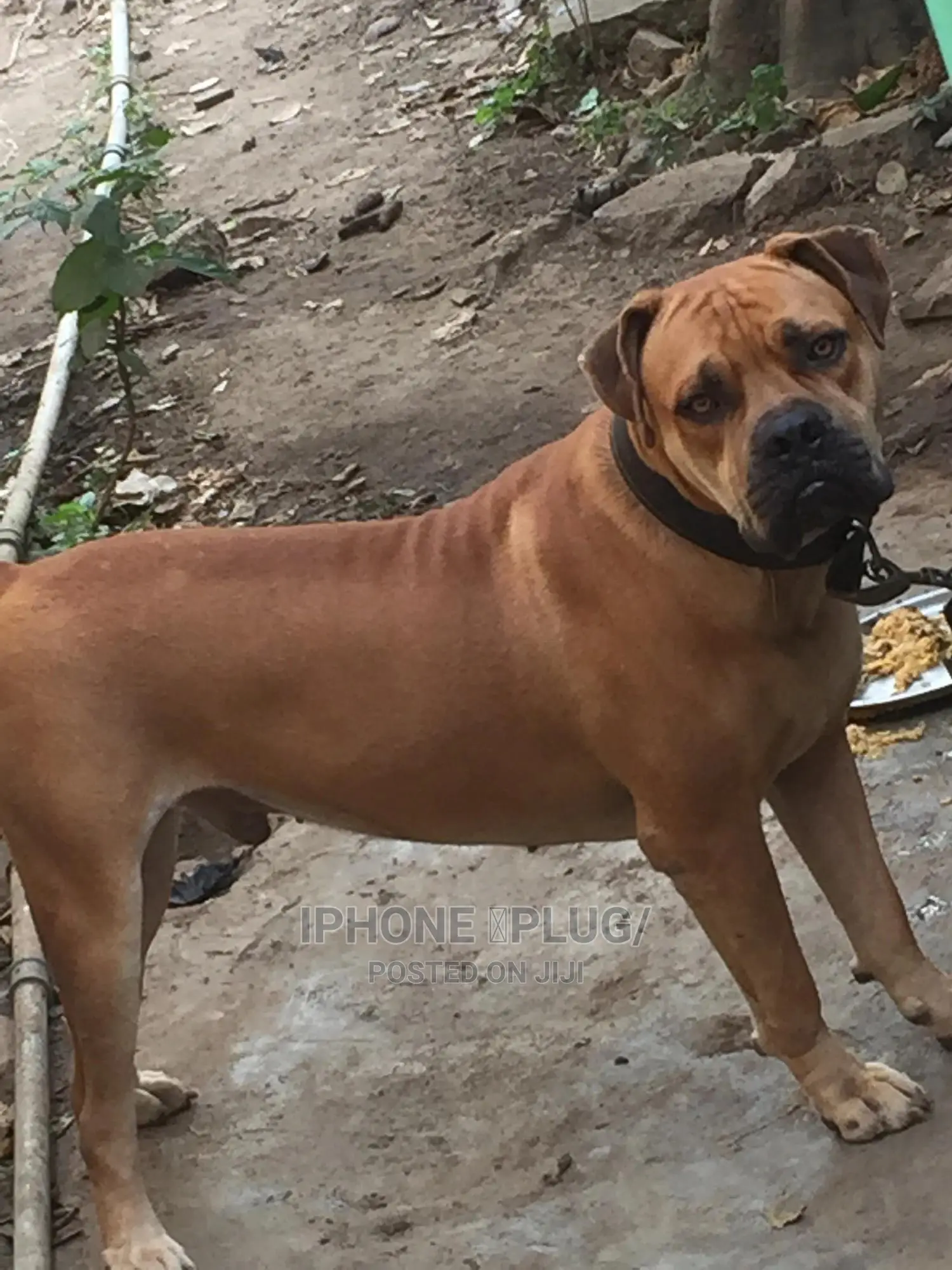 1+ year Male Purebred Boerboel