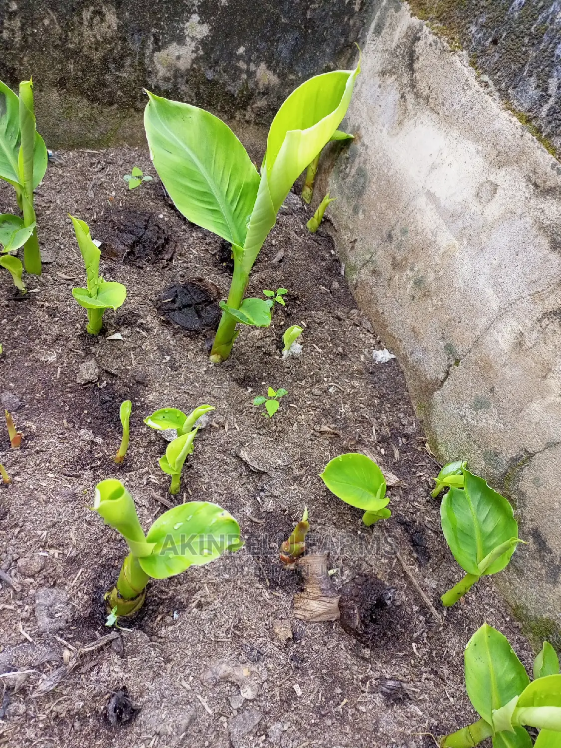 Hybrid Plantain Sucker(Plantlet)
