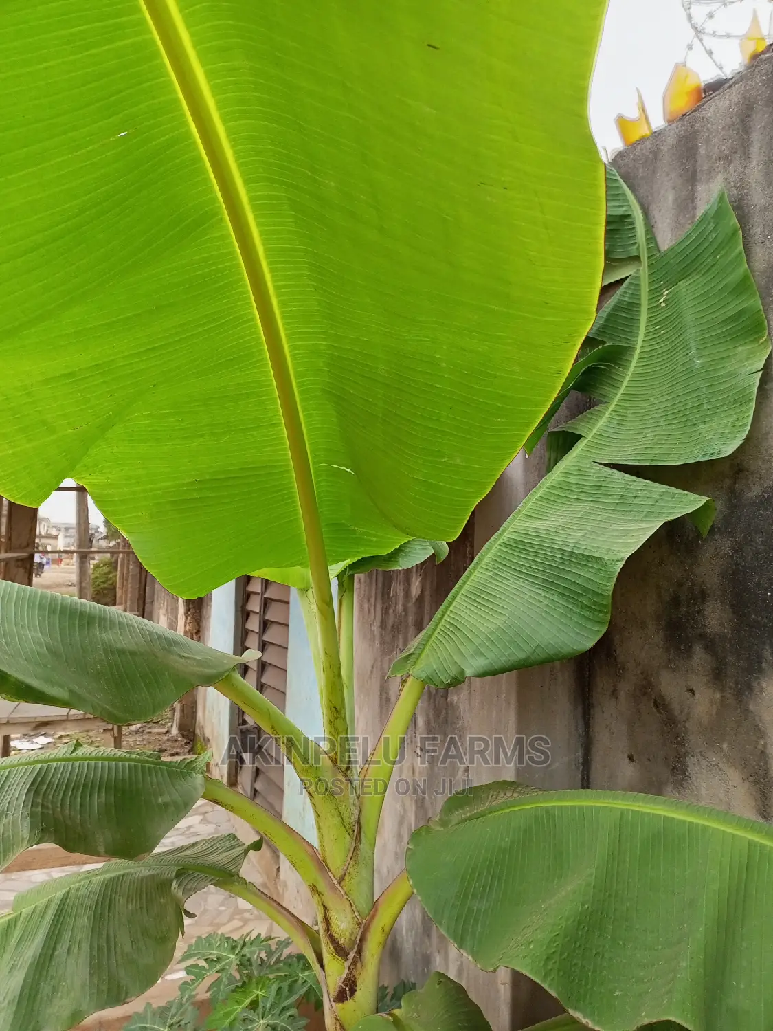 Hybrid Plantain Suckers