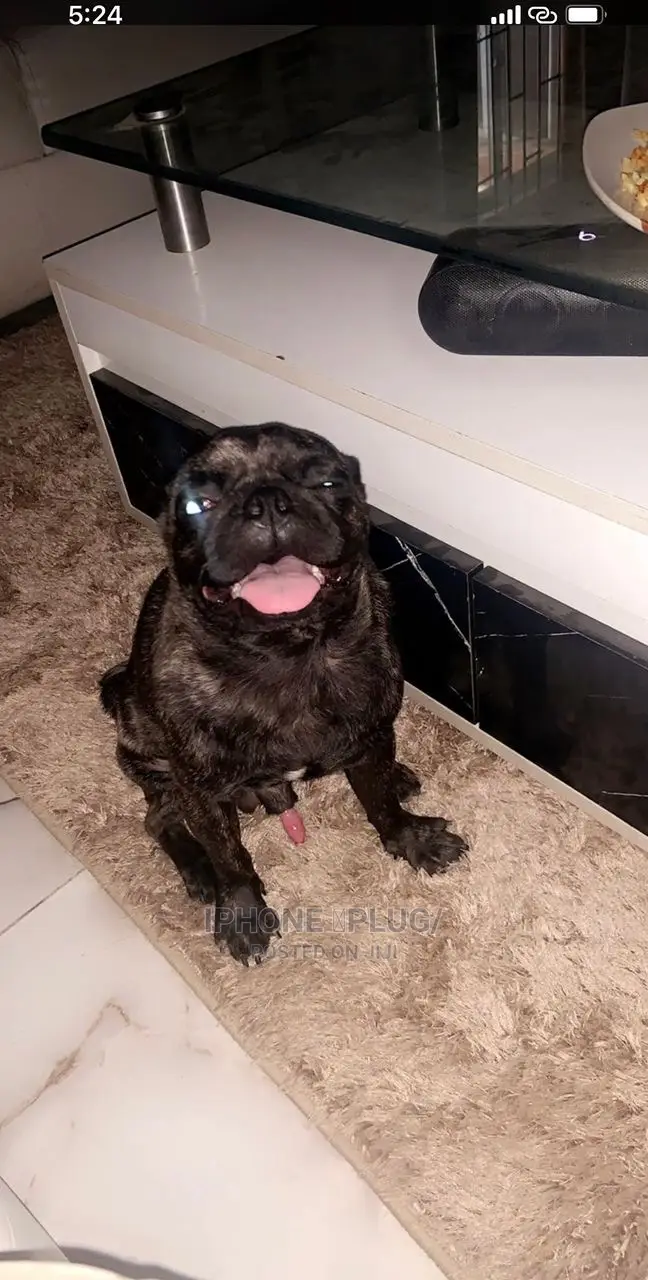 1+ Year Male Purebred Pug