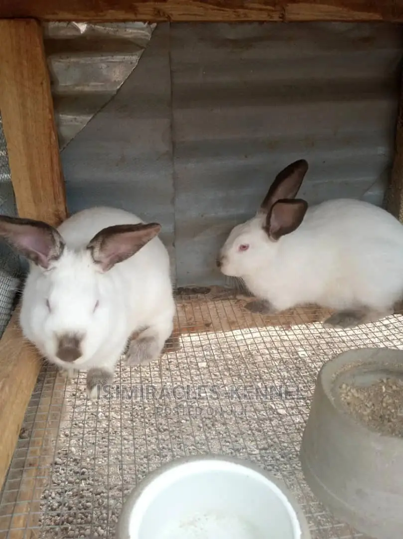 Rabbit Available for Sale