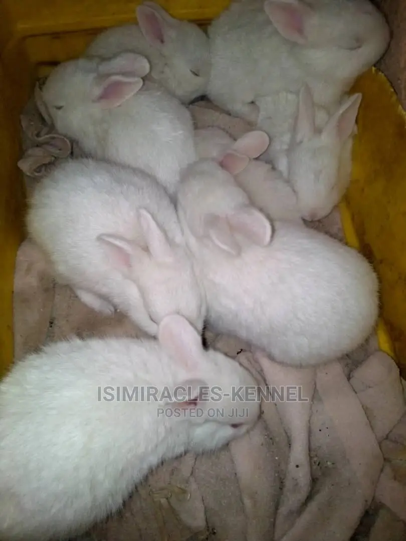 Rabbit Available for Sale