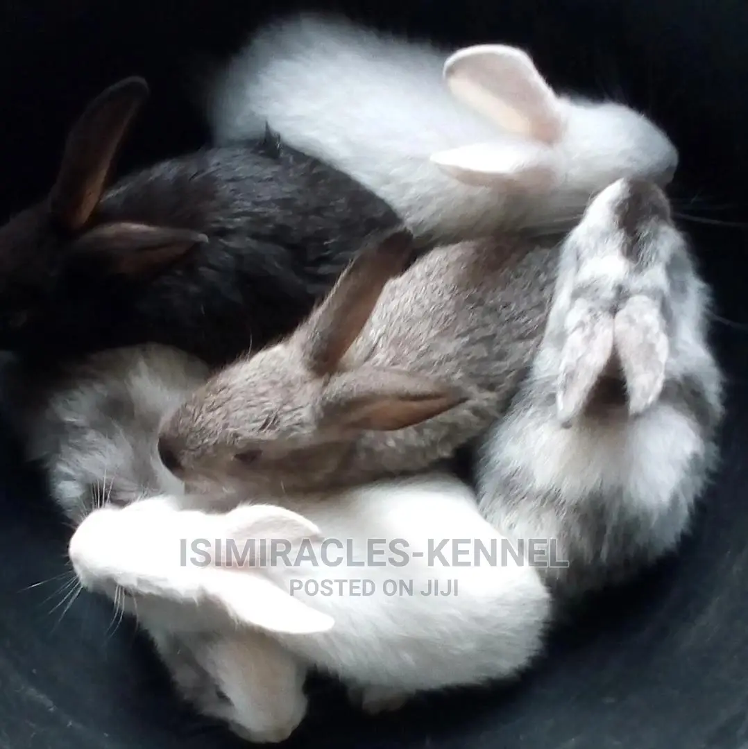 Rabbit Available for Sale