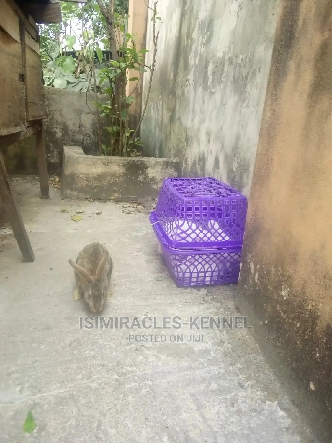 Cute Rabbits for Sale