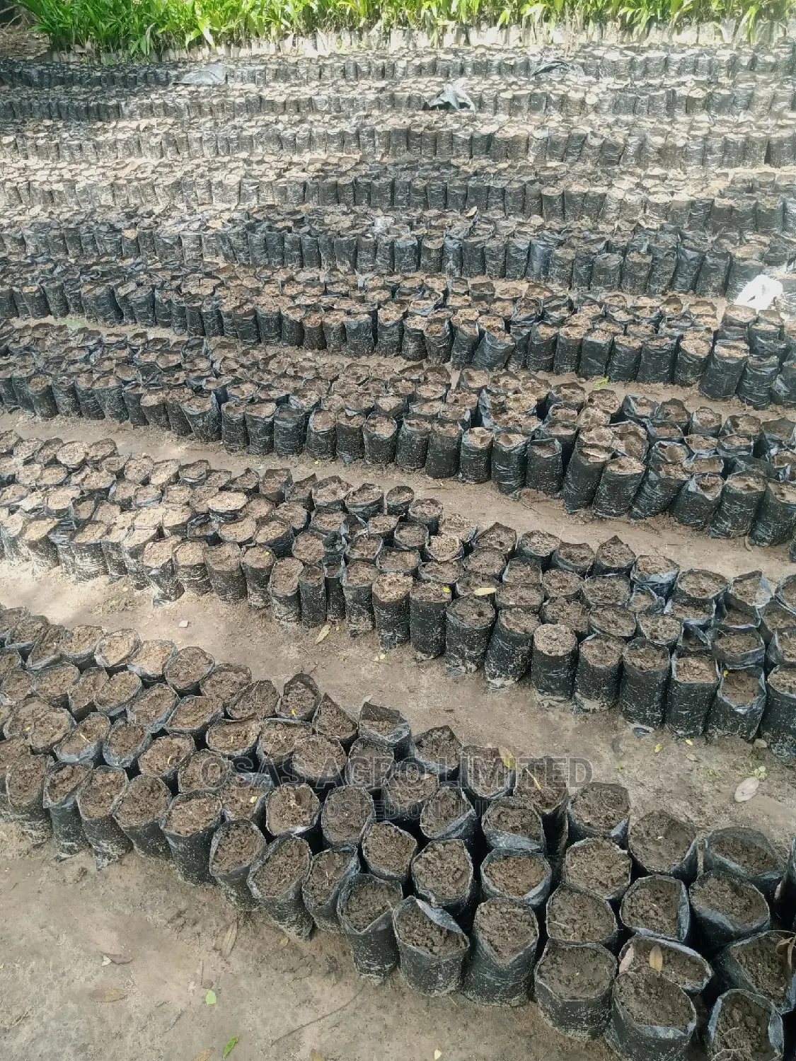 Choice Hybrid Oil Palm Super Gene Nursery/Sprouted Nuts