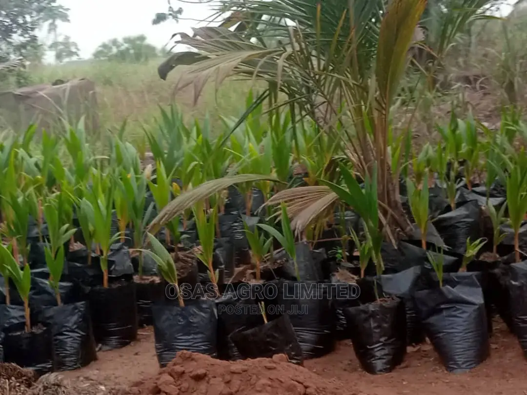 Choice Hybrid Oil Palm Super Gene Nursery/Sprouted Nuts
