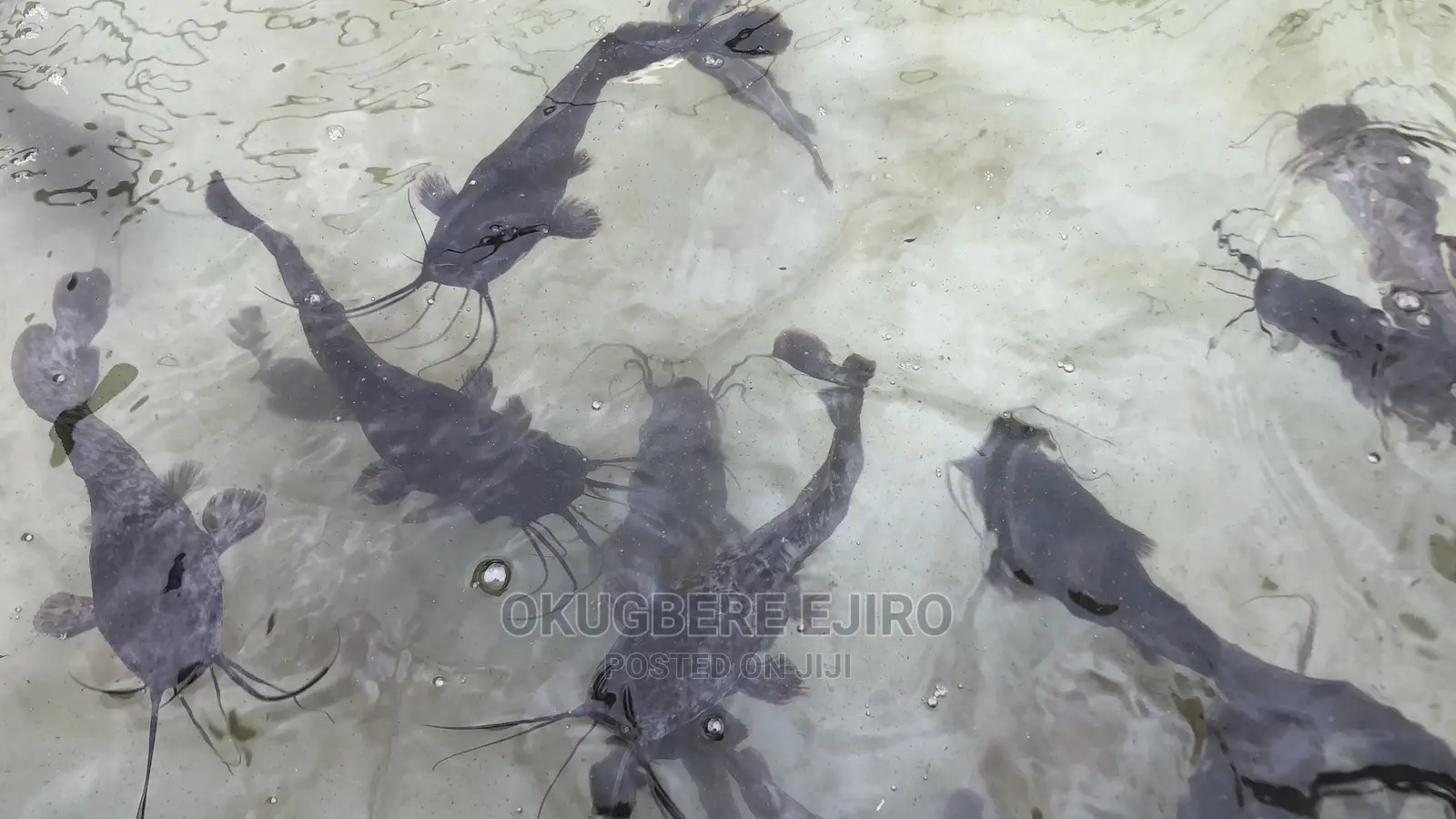 Training and Mentoring for Catfish Farming