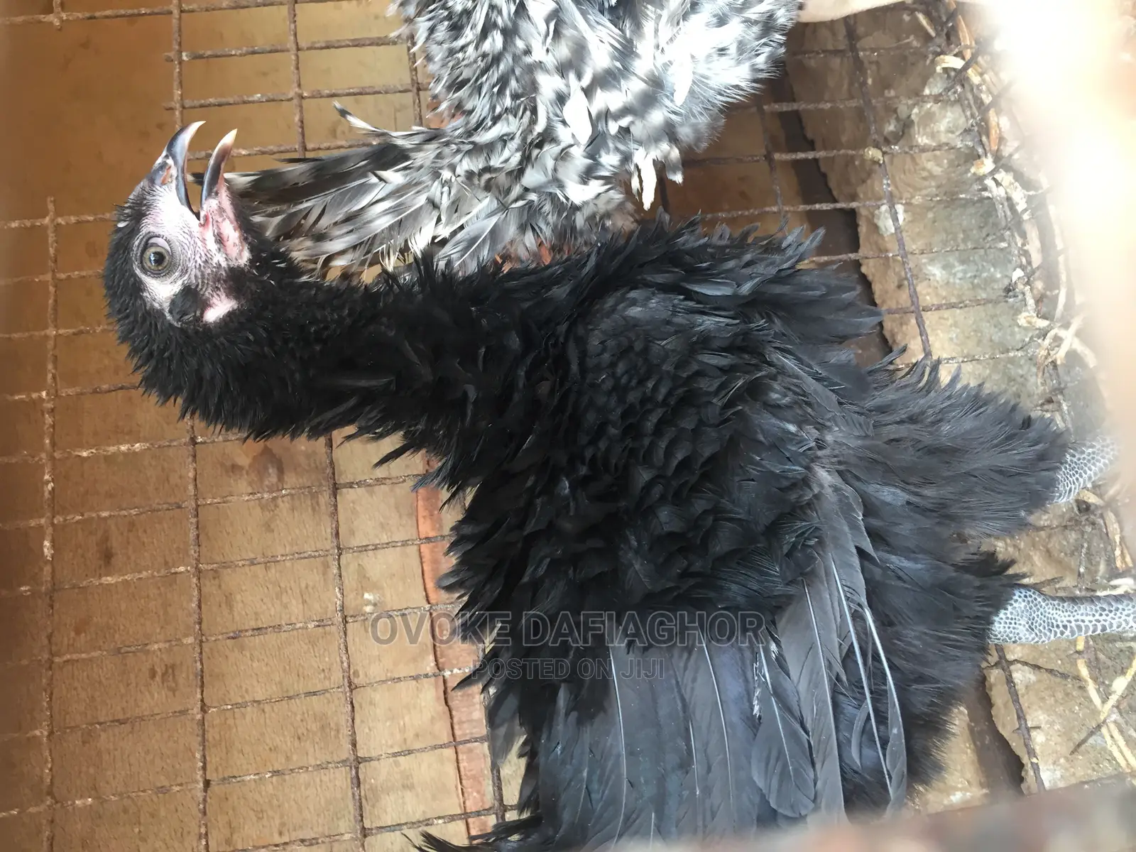 Reverse Feather or Rasta Hen, Native Exotic
