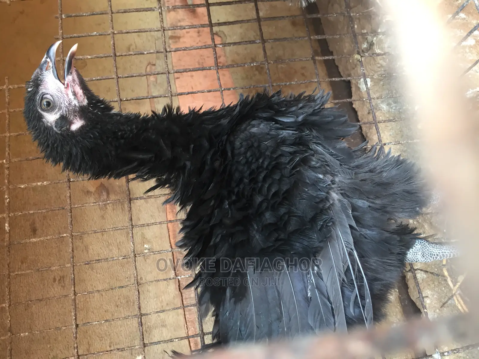 Reverse Feather or Rasta Hen, Native Exotic