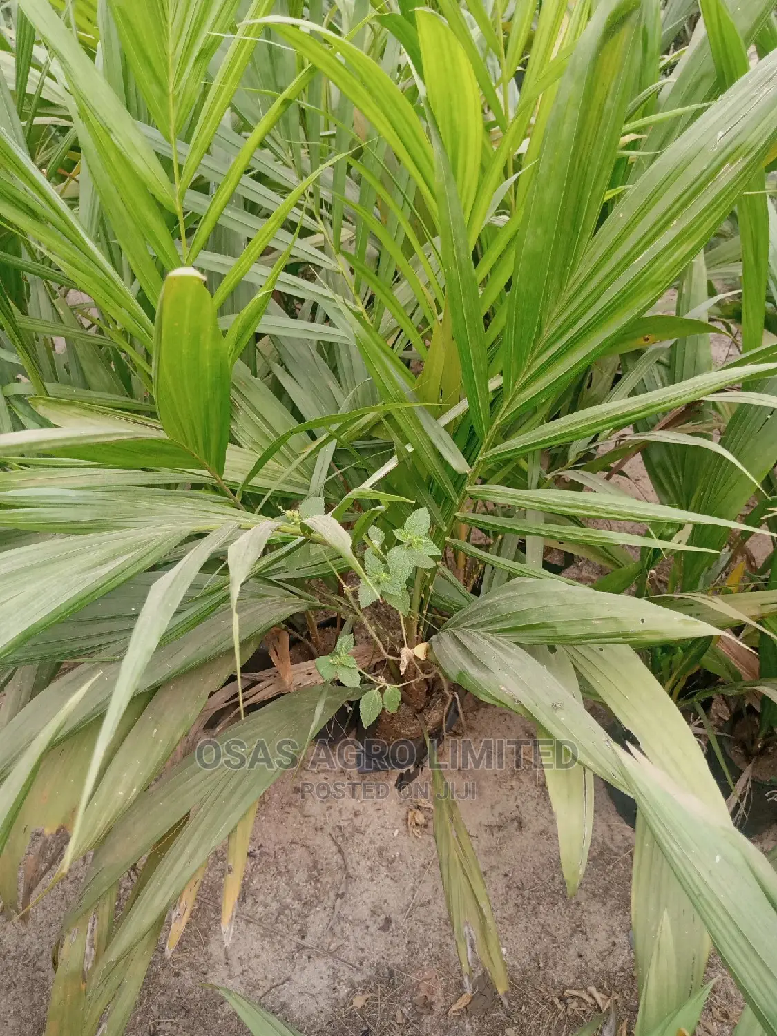 Choice Oil Palm Super Gene Sprouted Nuts/ Hybrid Seedlings