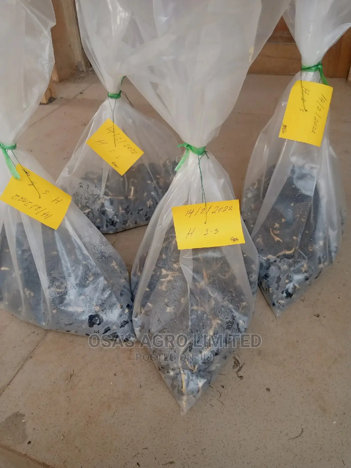Choice Oil Palm Super Gene Sprouted Nuts/ Hybrid Seedlings